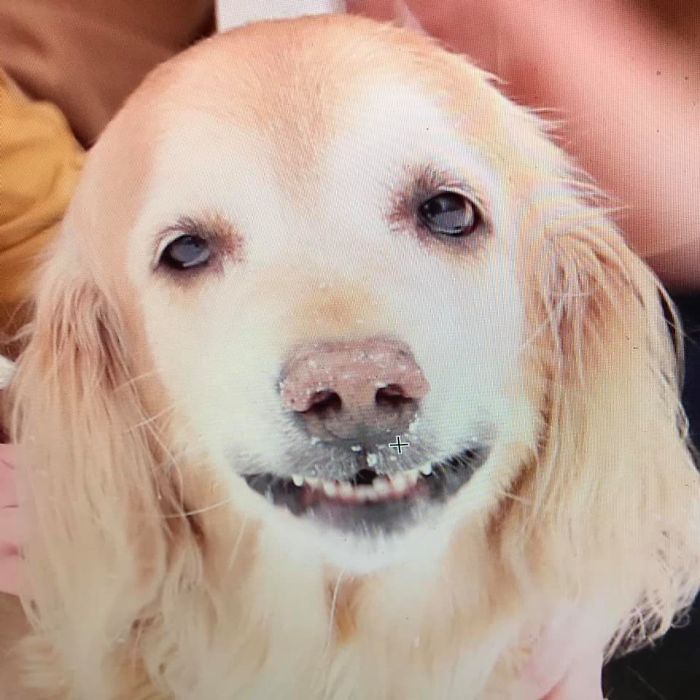 Unflattering-Dog-Photo-Challenge-Facebook