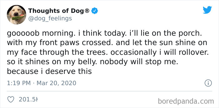 Hilarious-Dog-Thoughts-Tweets