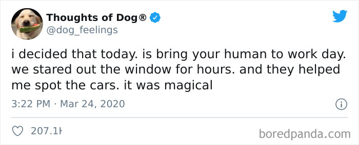 Hilarious-Dog-Thoughts-Tweets