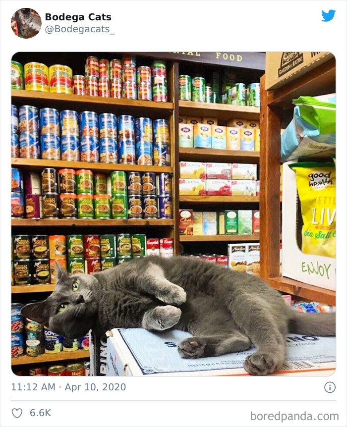 Bodega Cats