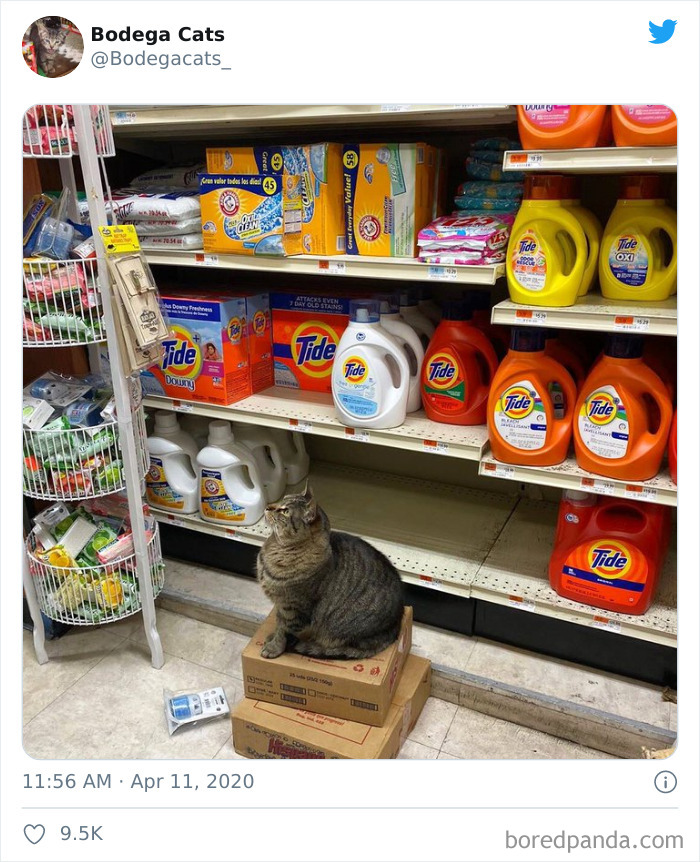 Bodega Cats