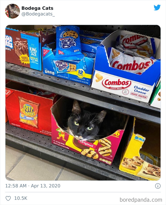 Bodega Cats