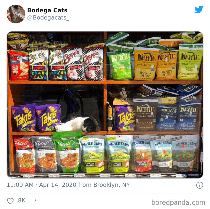 Bodega Cats