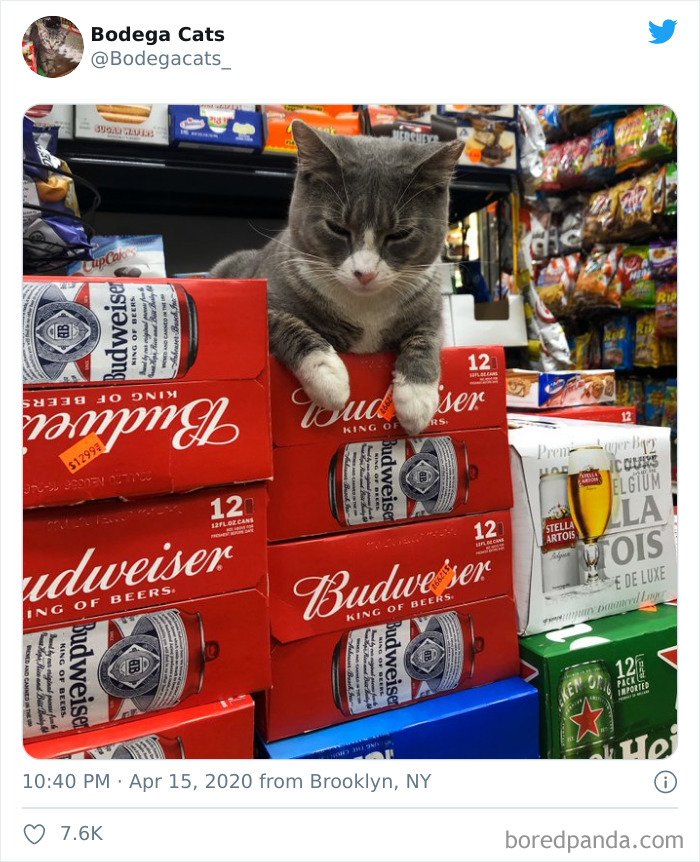 Bodega Cats