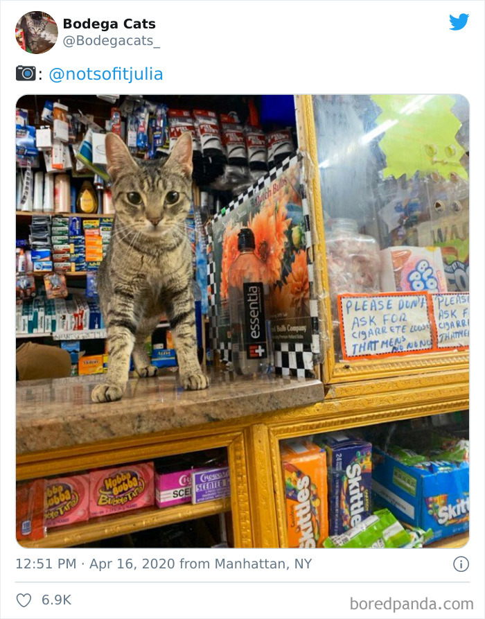 Bodega Cats
