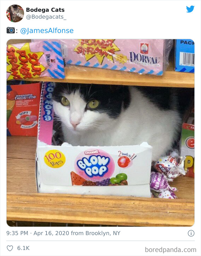 Bodega Cats