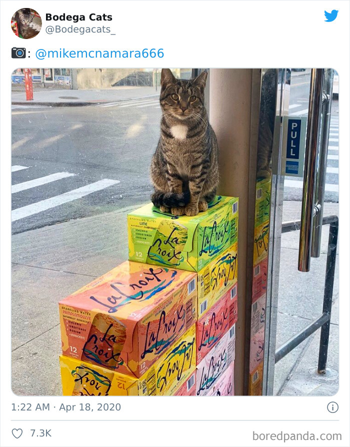 Bodega Cats