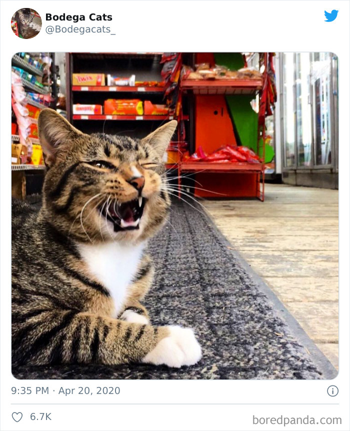 Bodega Cats