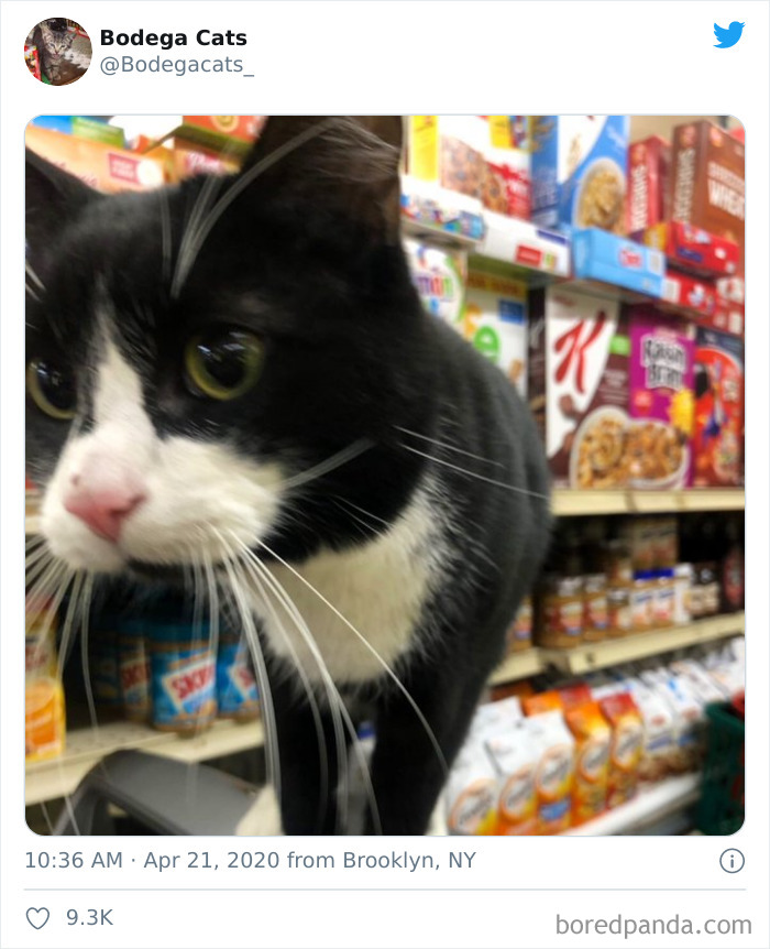 Bodega Cats