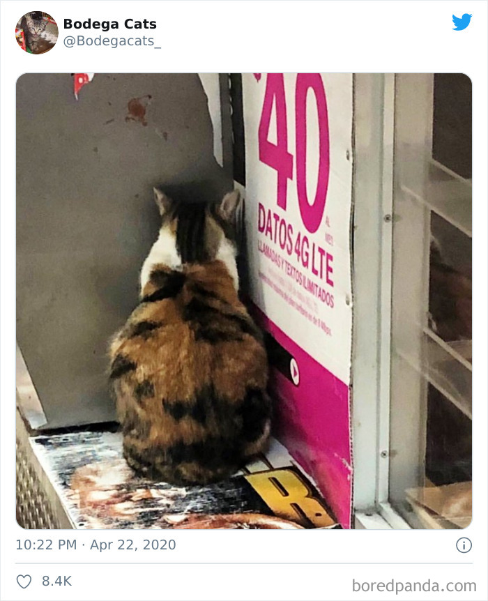 Bodega Cats
