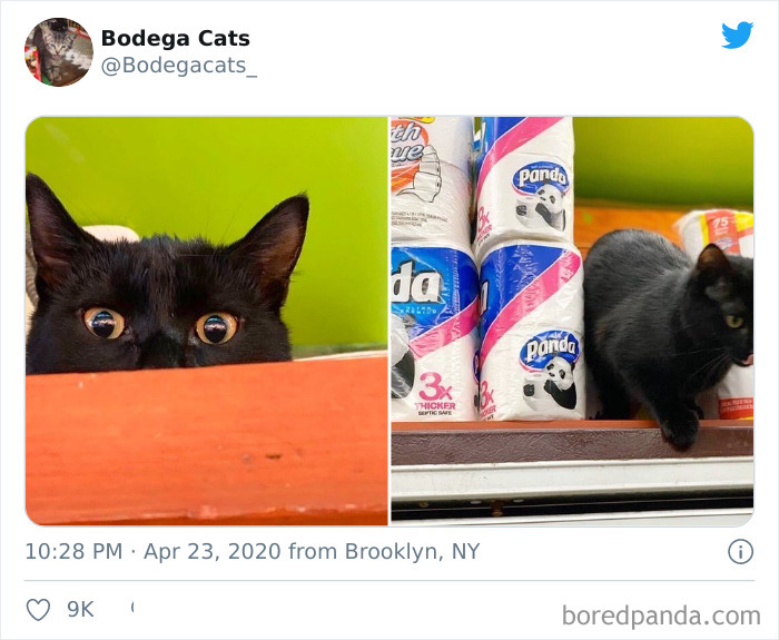 Bodega Cats