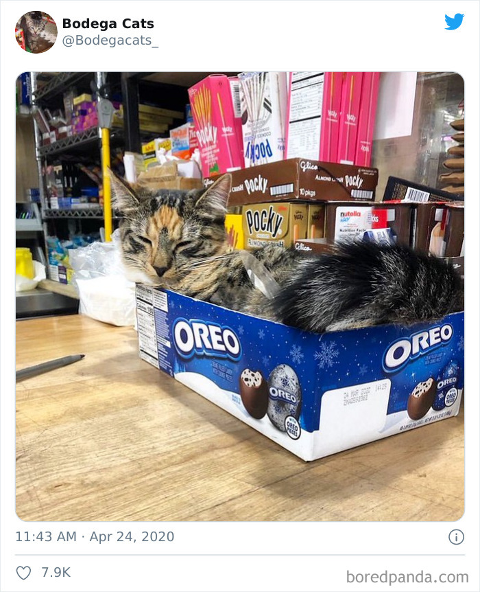 Bodega Cats