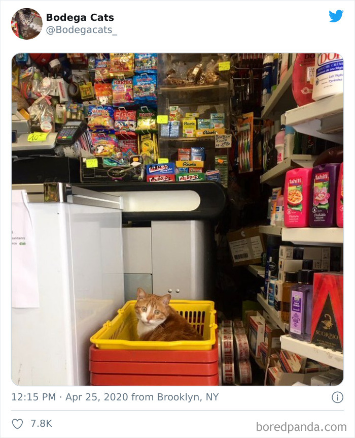 Bodega Cats