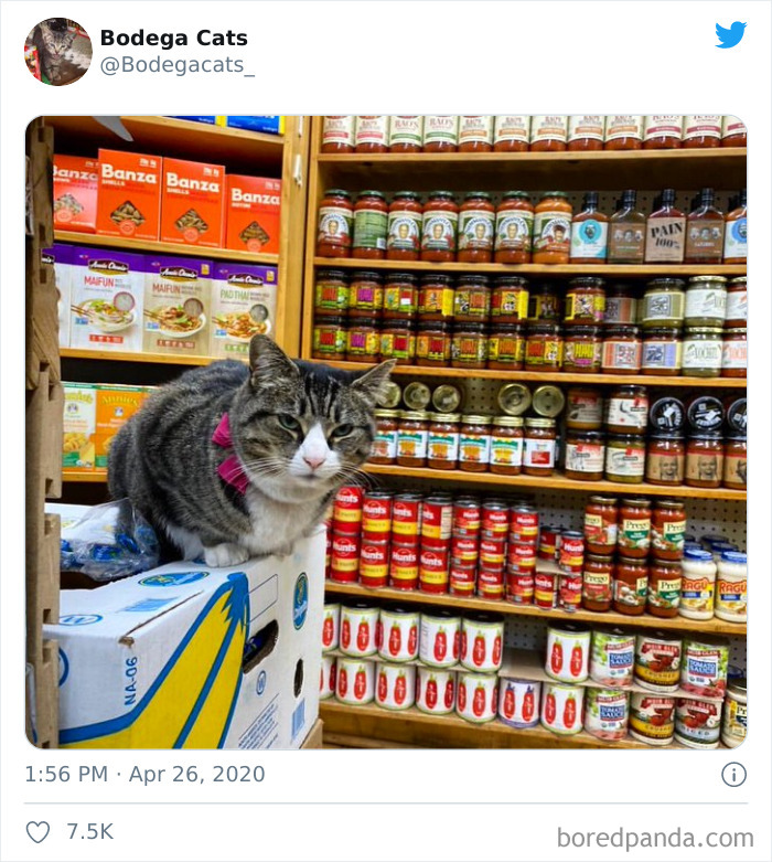 Bodega Cats