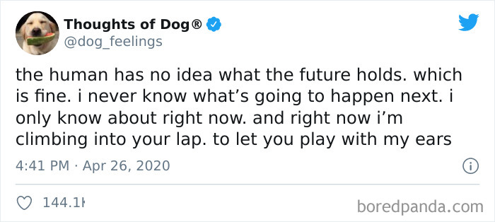Hilarious-Dog-Thoughts-Tweets