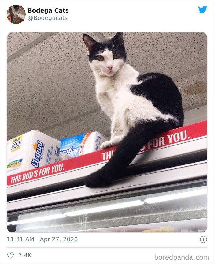 Bodega Cats