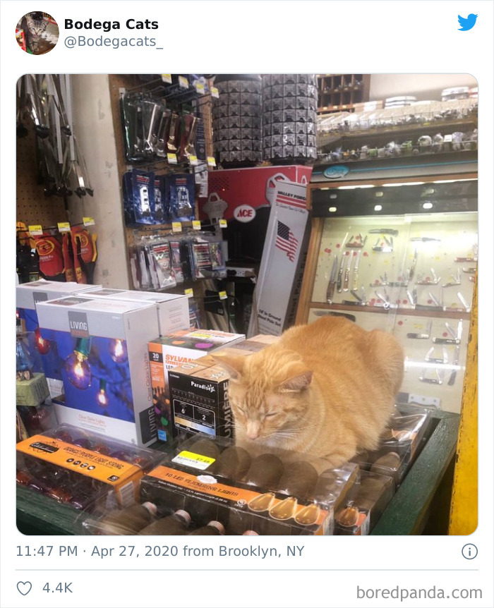 Bodega Cats