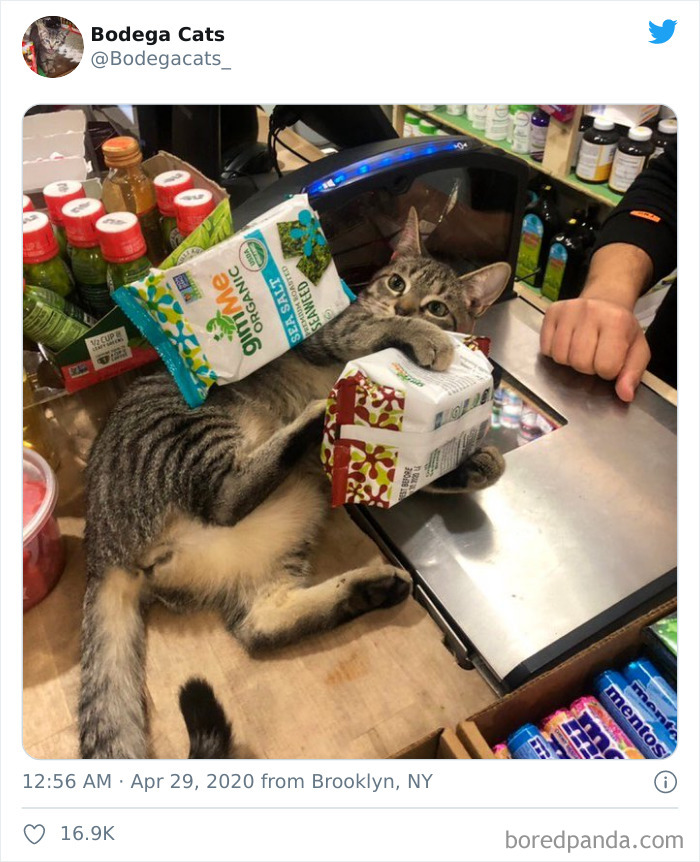 Bodega Cats