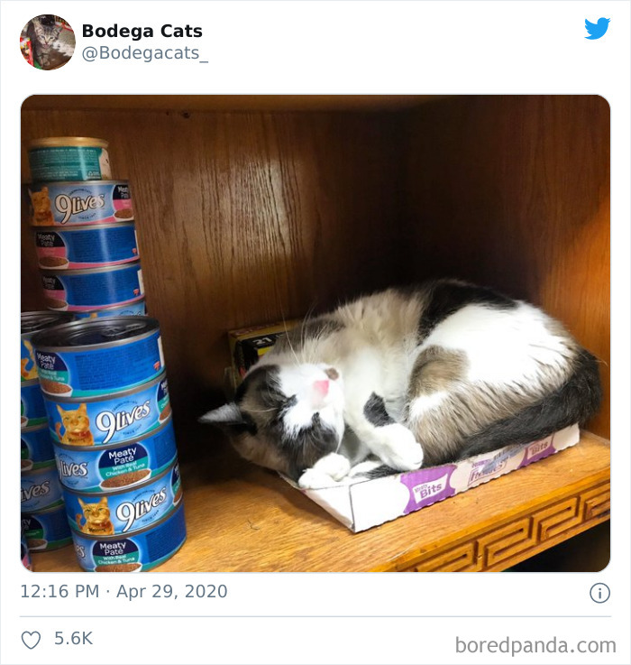 Bodega Cats