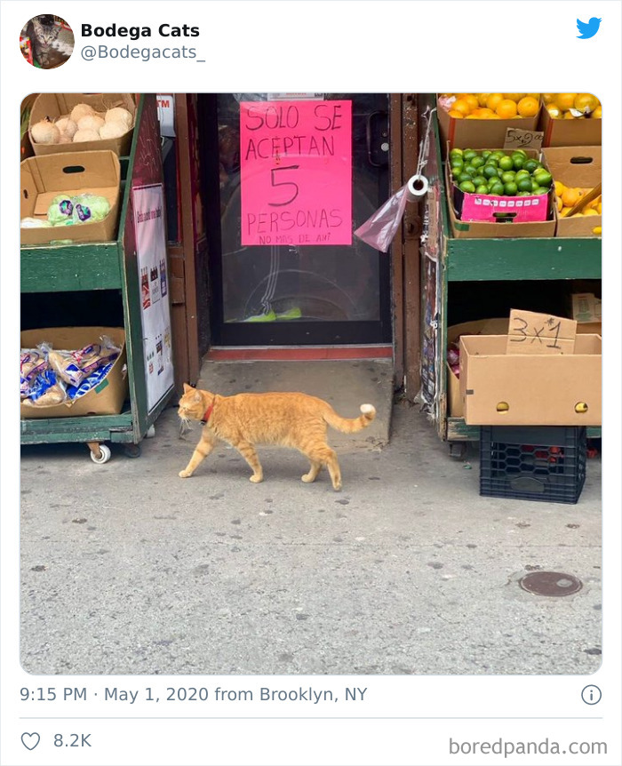 Bodega Cats