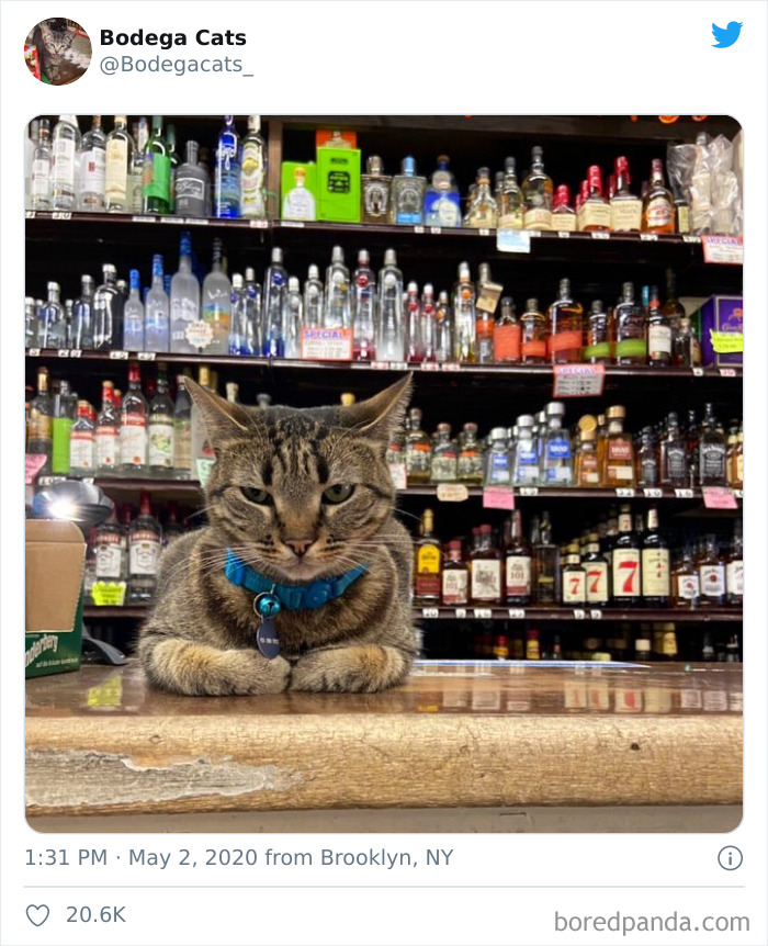 Bodega Cats
