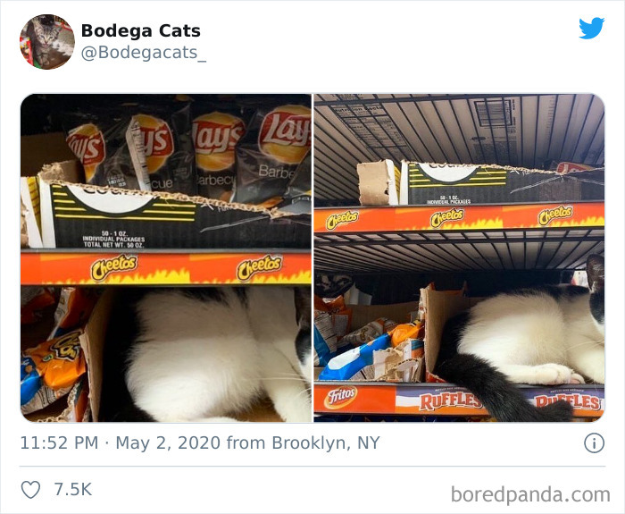 Bodega Cats