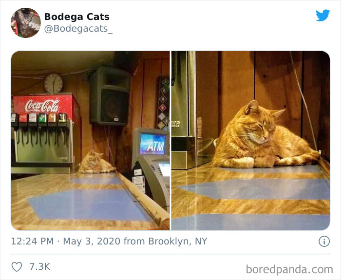 Bodega Cats