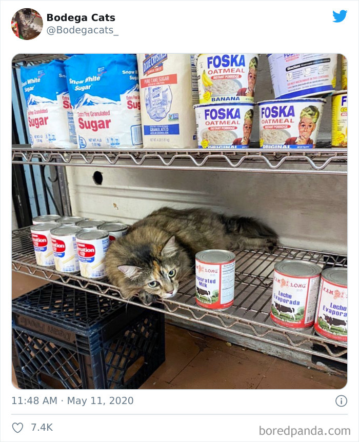 Bodega Cats