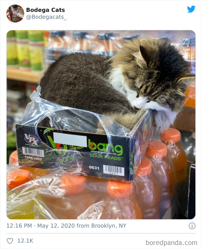 Bodega Cats