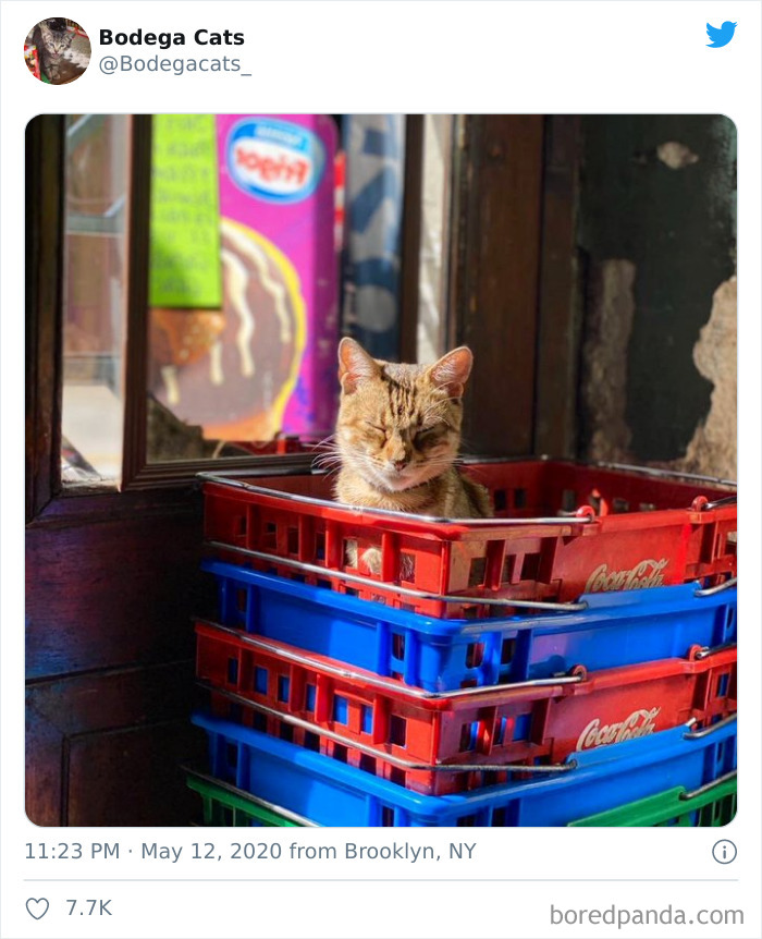 Bodega Cats
