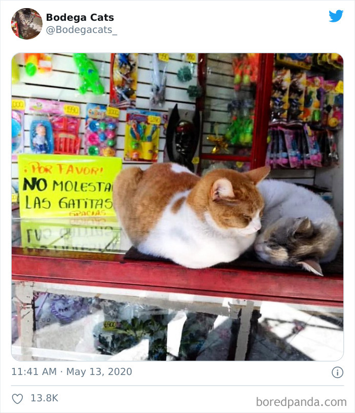 Bodega Cats