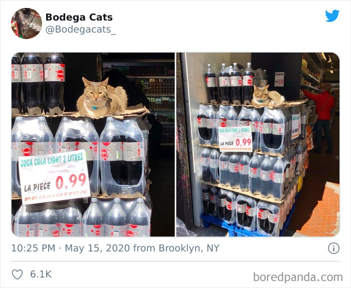 Bodega Cats