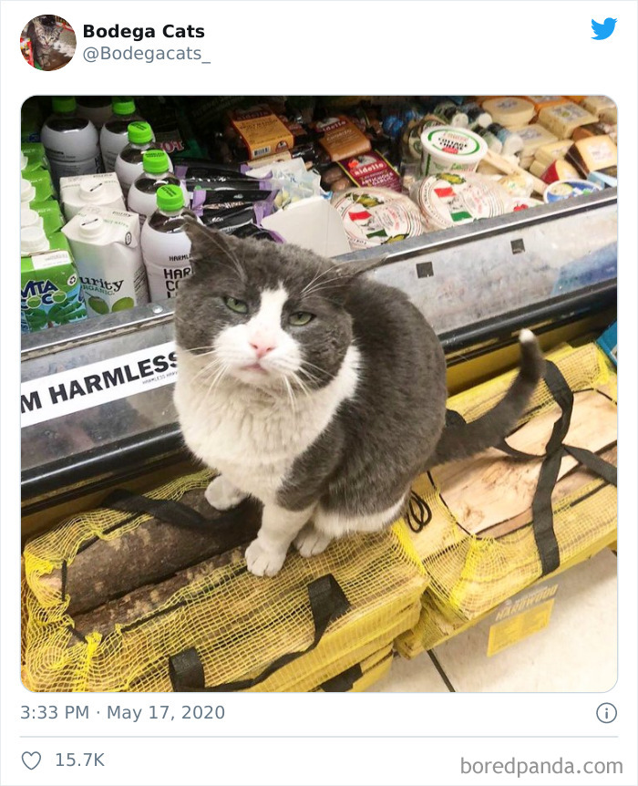 Bodega Cats