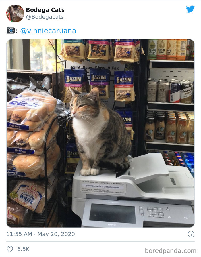 Bodega Cats