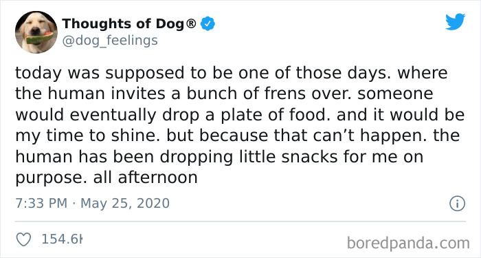 Hilarious-Dog-Thoughts-Tweets