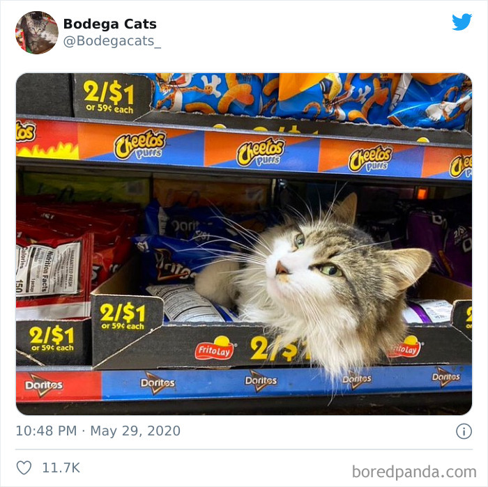 Bodega Cats