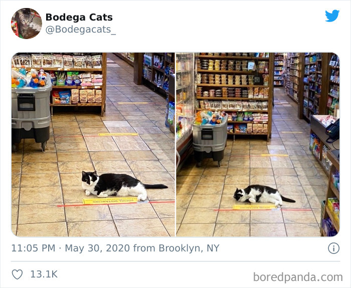 Bodega Cats