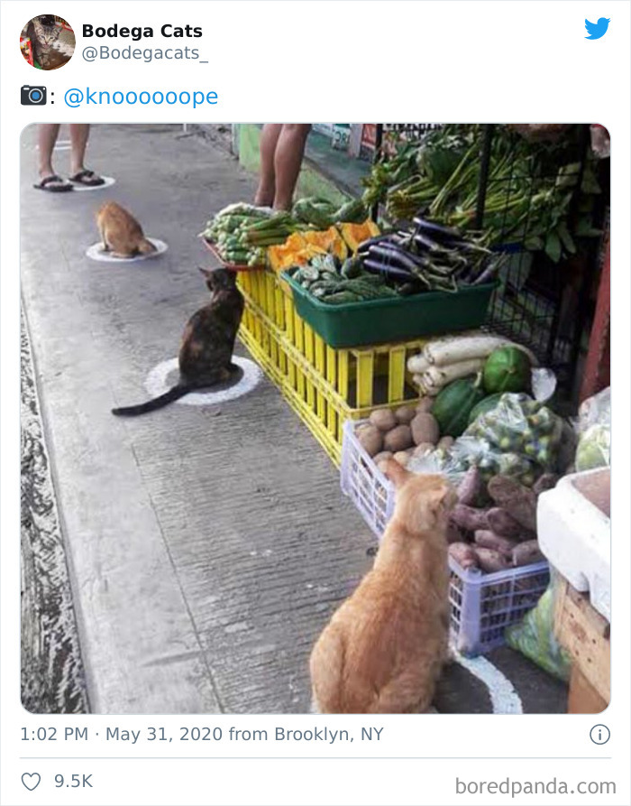 Bodega Cats