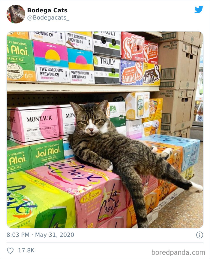 Bodega Cats