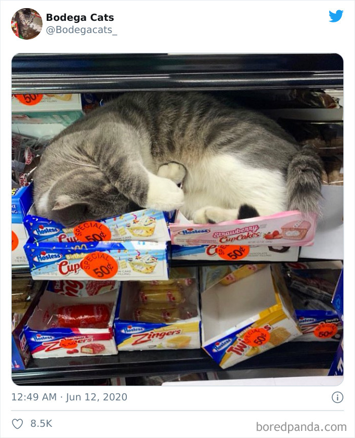 Bodega Cats