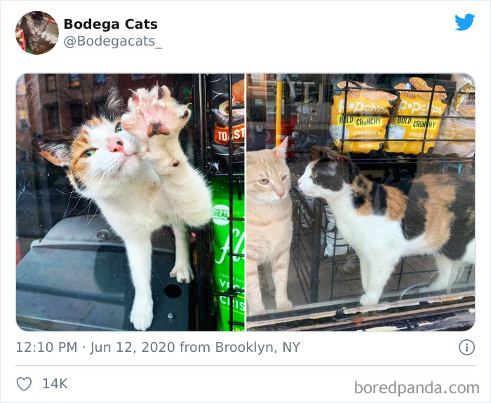 Bodega Cats