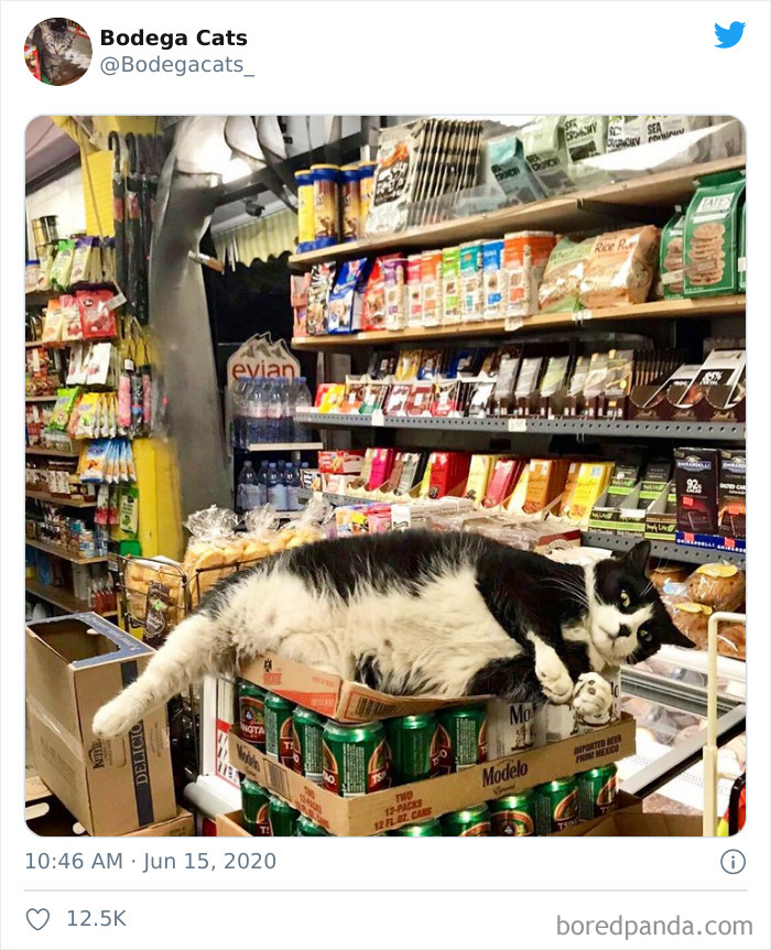 Bodega Cats