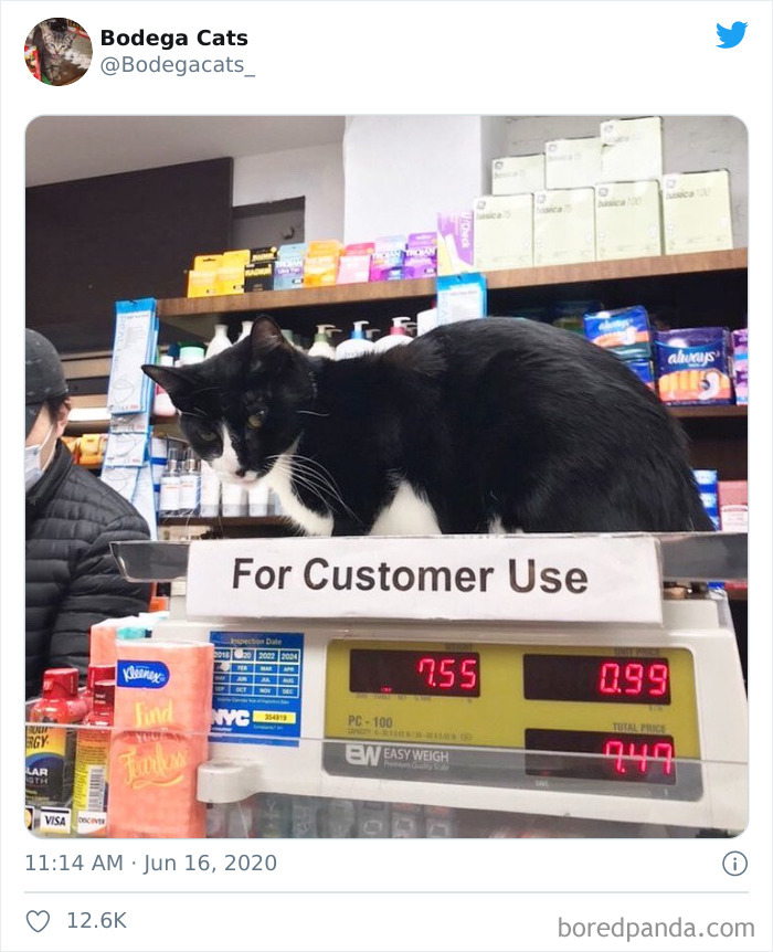 Bodega Cats