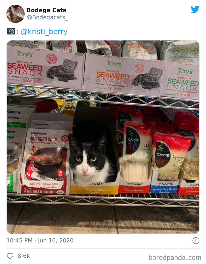 Bodega Cats