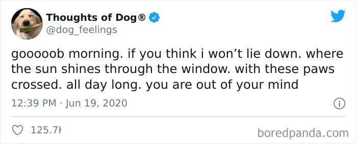 Hilarious-Dog-Thoughts-Tweets