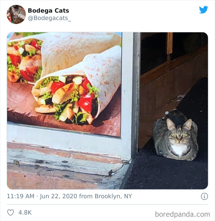 Bodega Cats