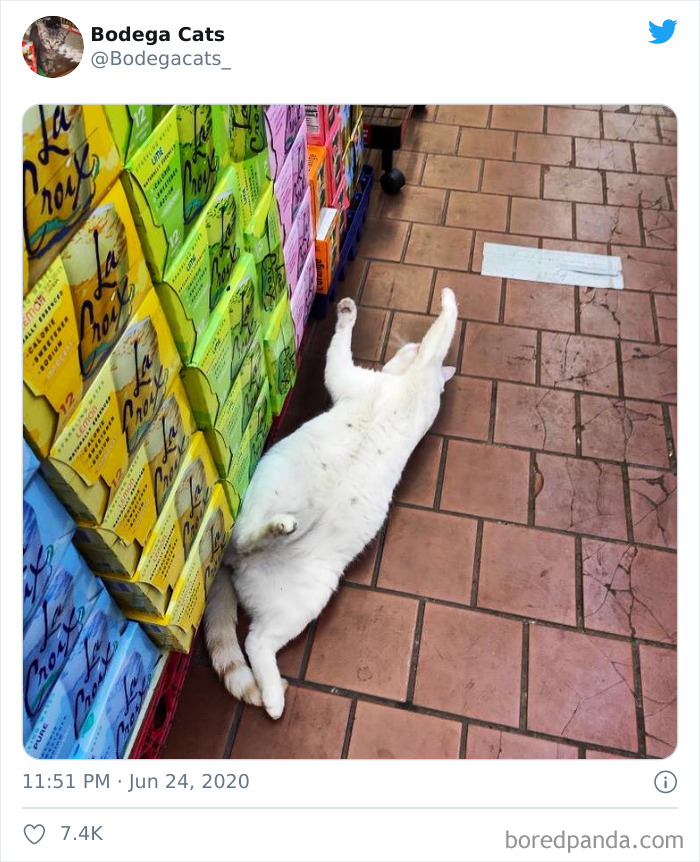 Bodega Cats