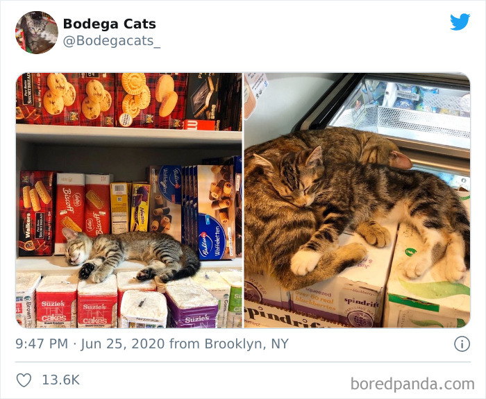 Bodega Cats
