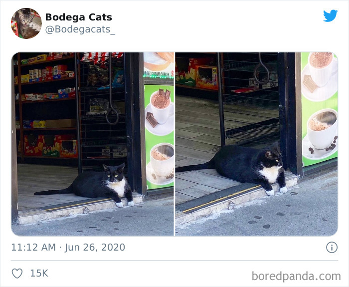 Bodega Cats