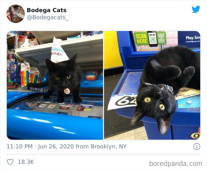 Bodega Cats